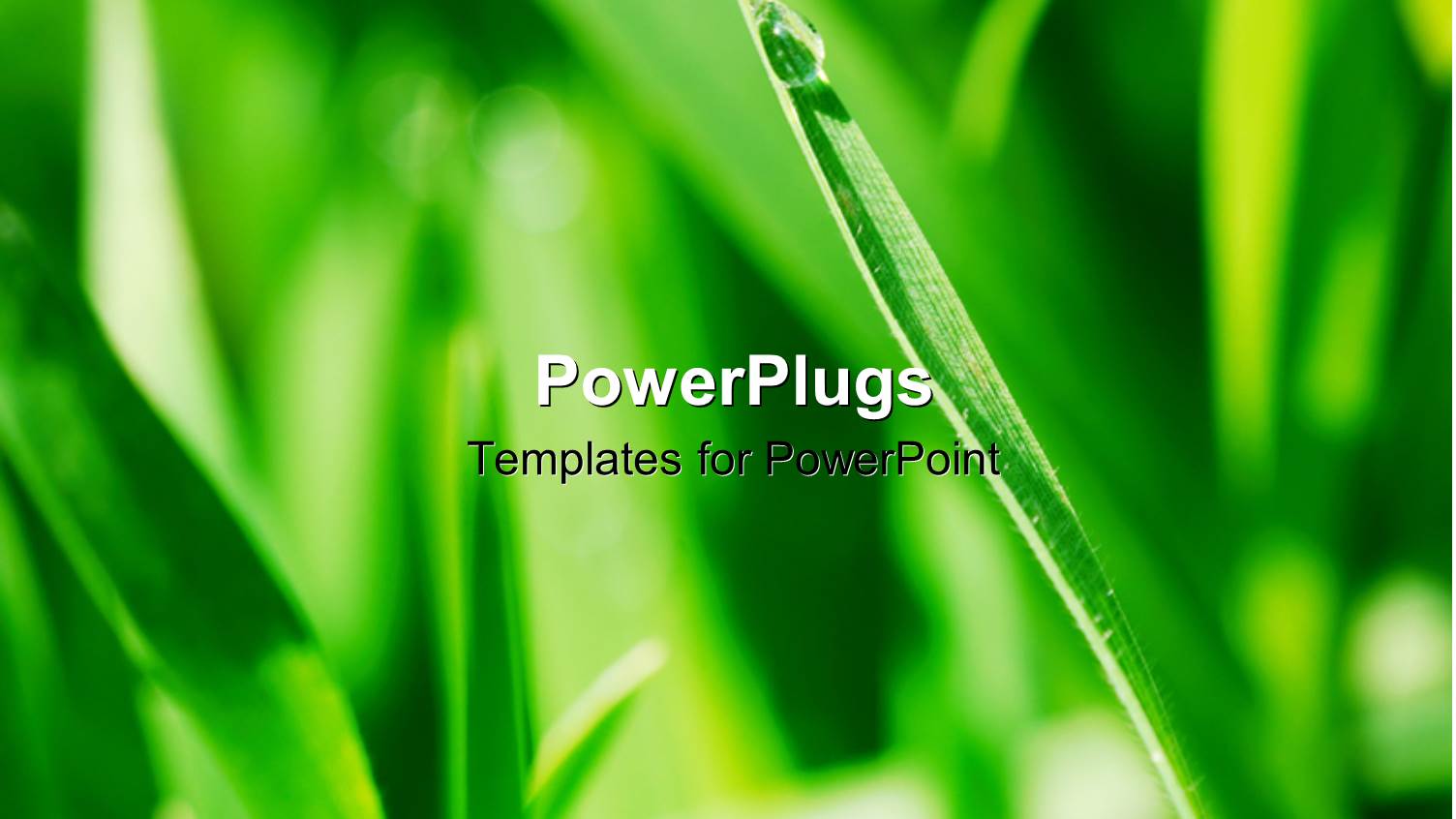 a Plant with a Water Droplet and Greenery in the Background