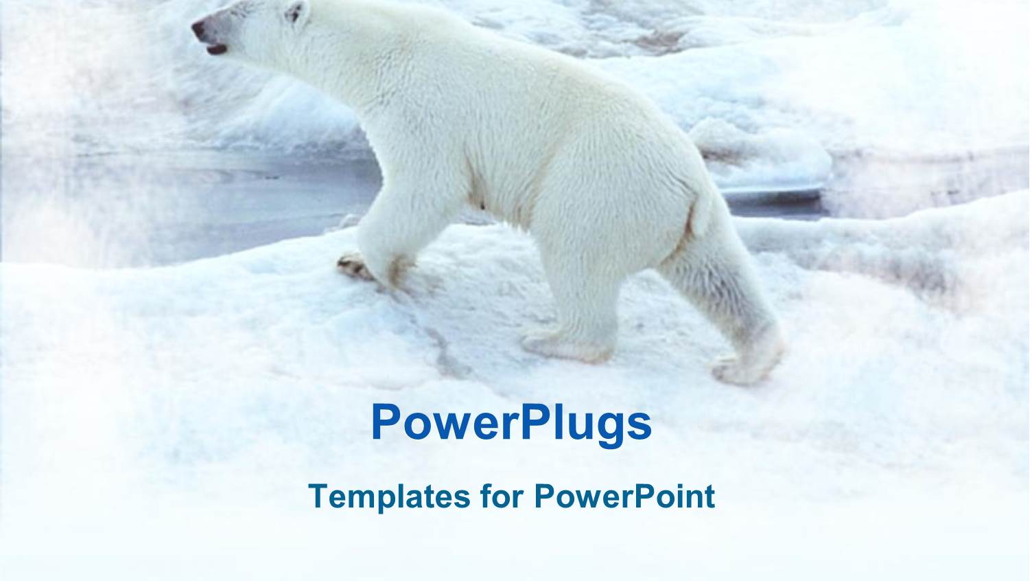 a Polar Bear with Snow in the Background