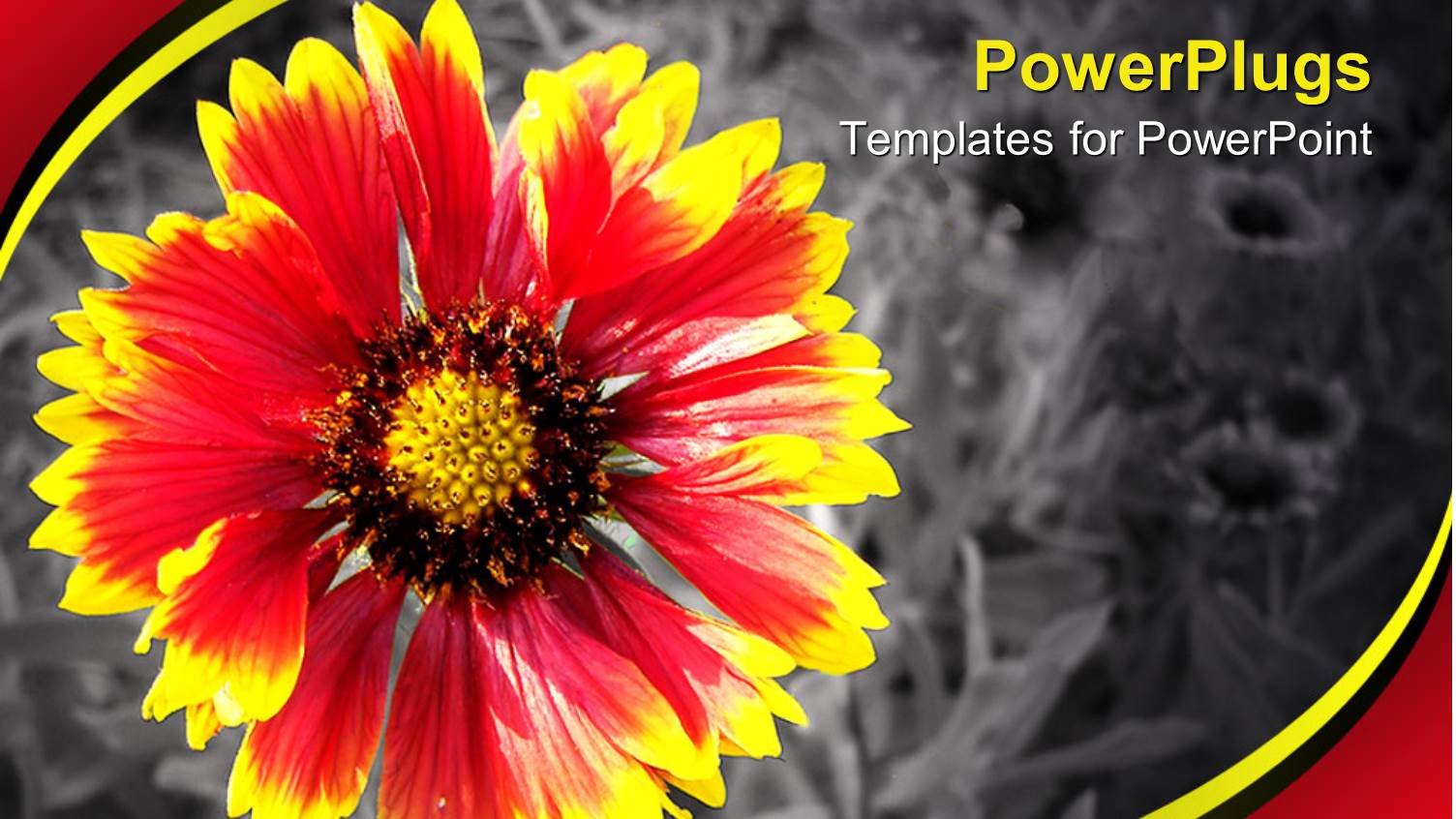 Pretty Red and Yellow Flower on a Black and White Background