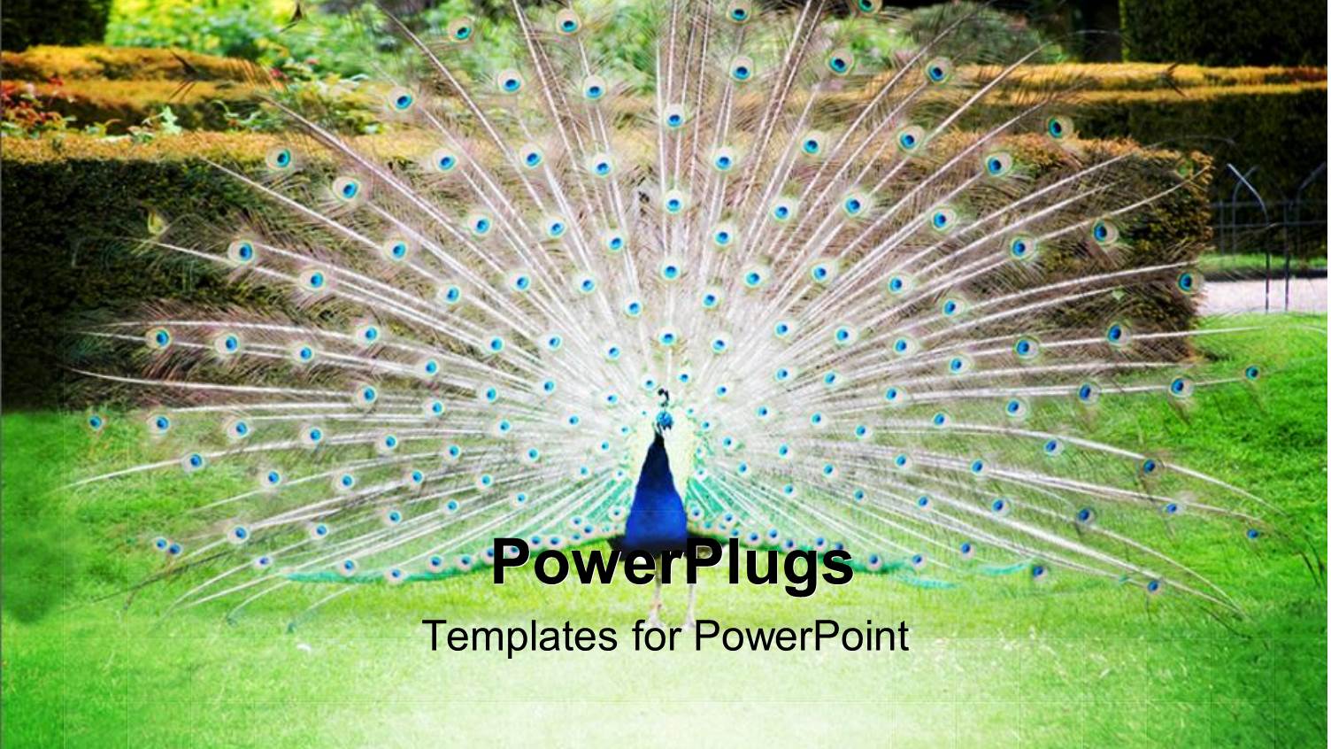 Proud Peacock Showing off in Green Field with Beautiful Flowers i'm Background 