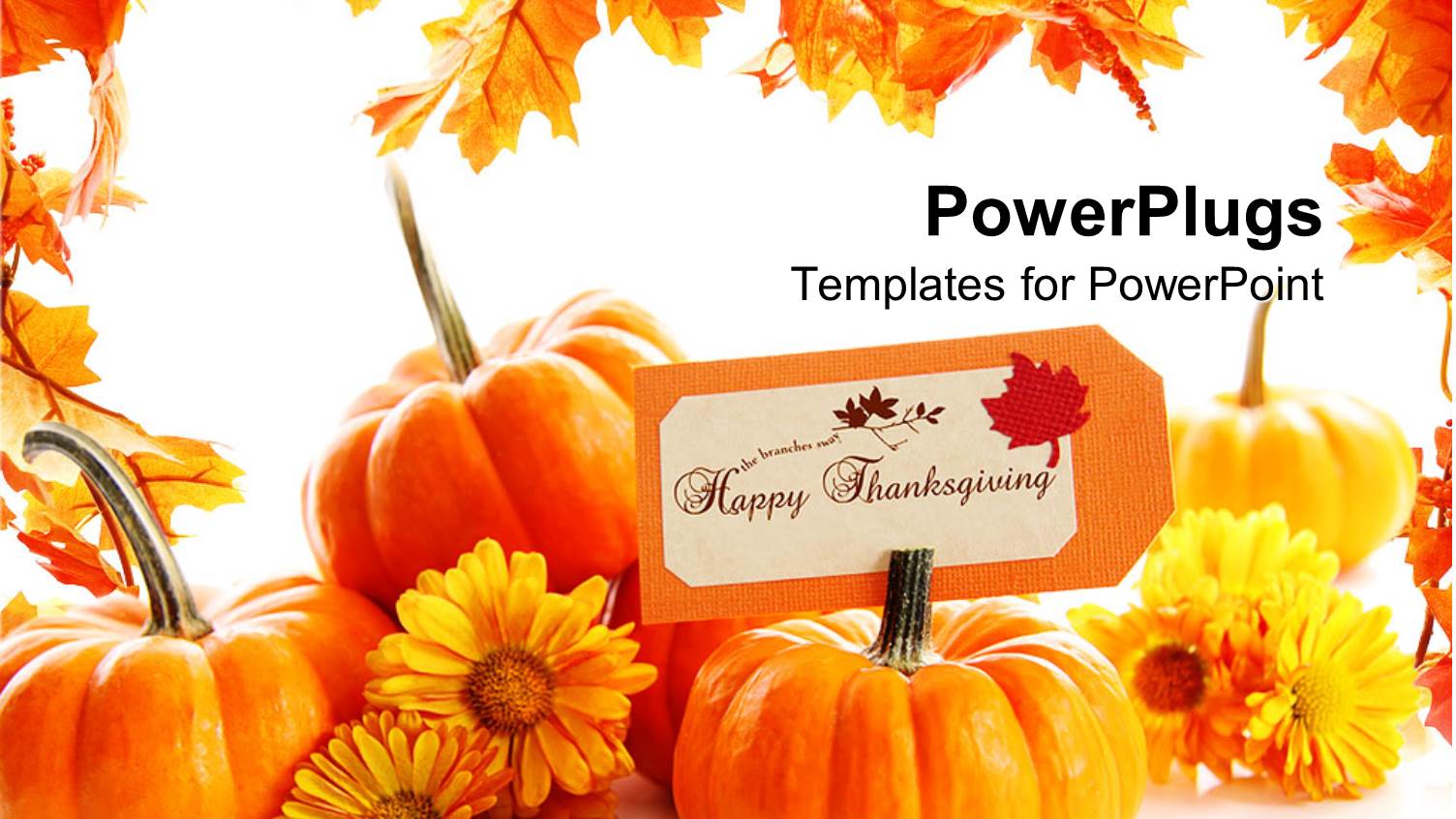 some Pumpkins with Yellow Flowers on a White Background