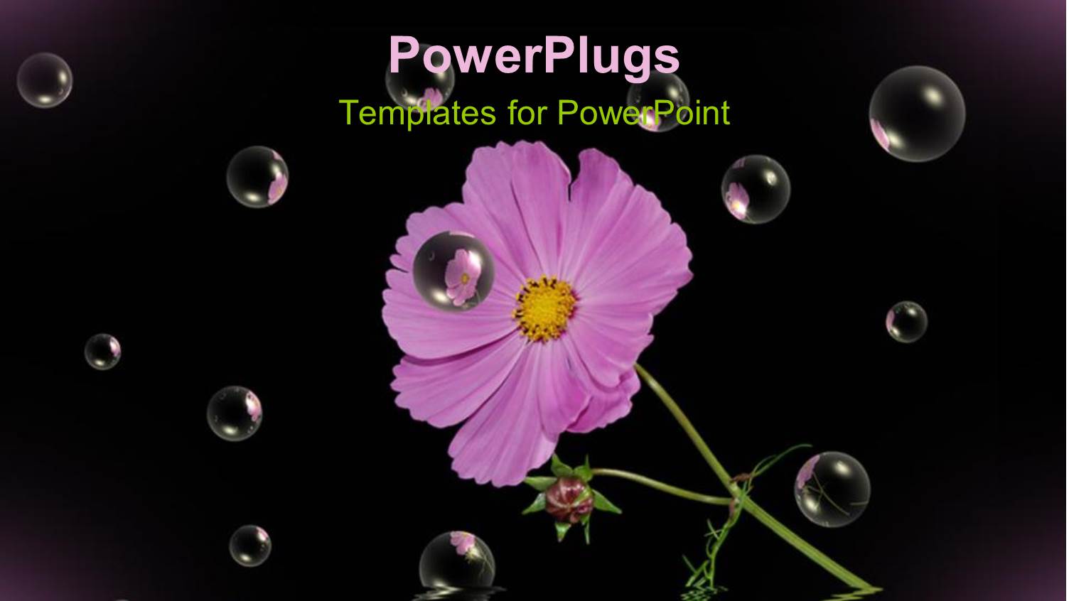 Purple Cosmos Flower with Stem and Leaves, Black Background, Bubbles, Water Reflection
