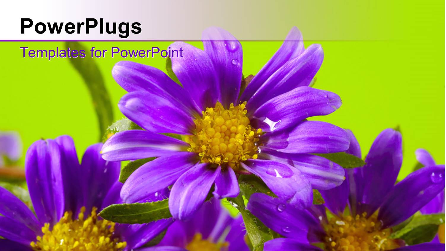 Purple Flowers Blossom Together with Green Color