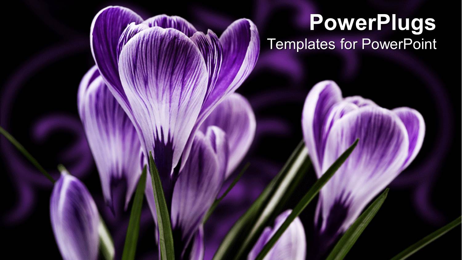 Purple Flowers with Streaks of Green Grass on a Black Background