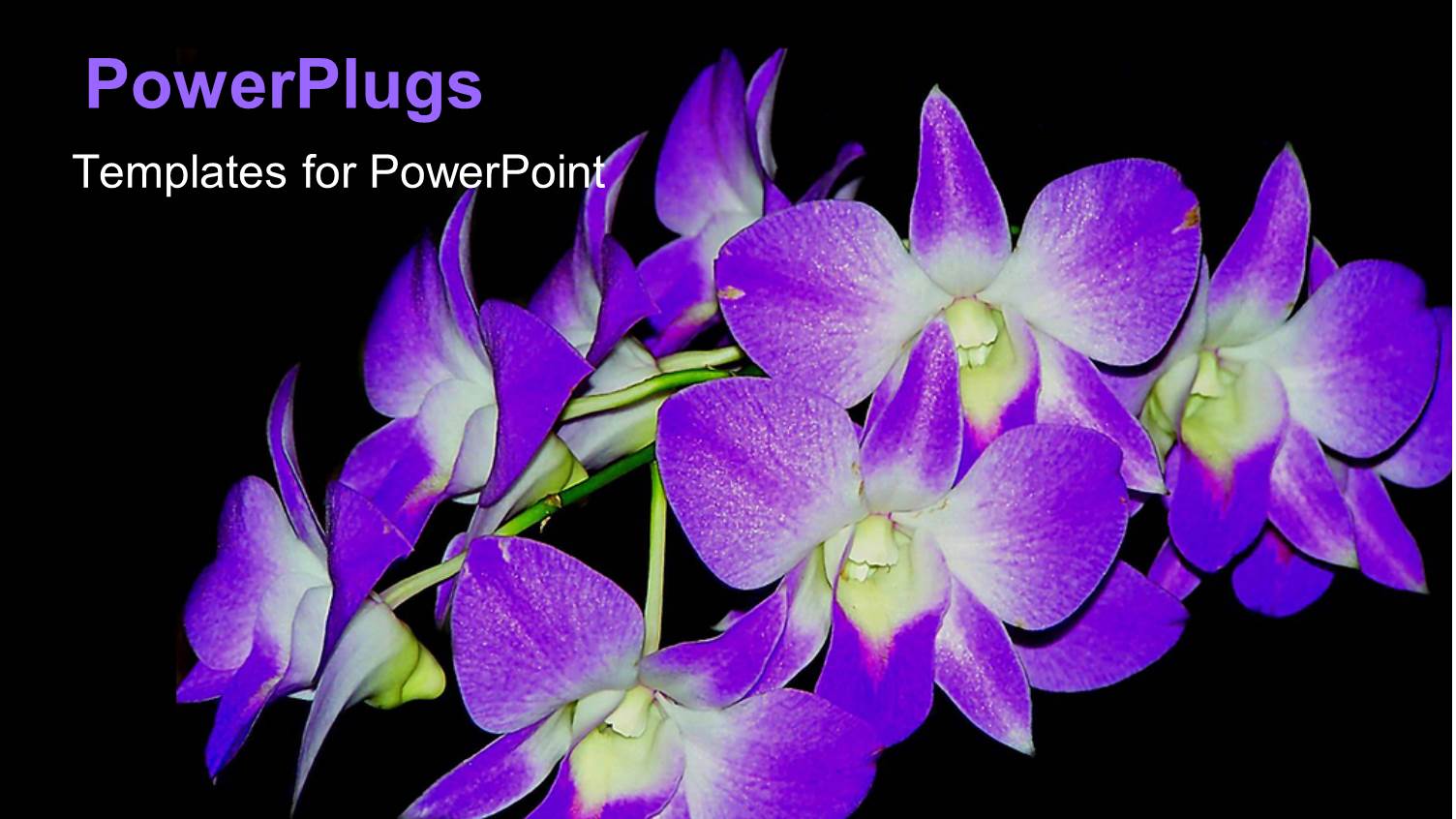 Purple Orchids in Bloom on Black Background
