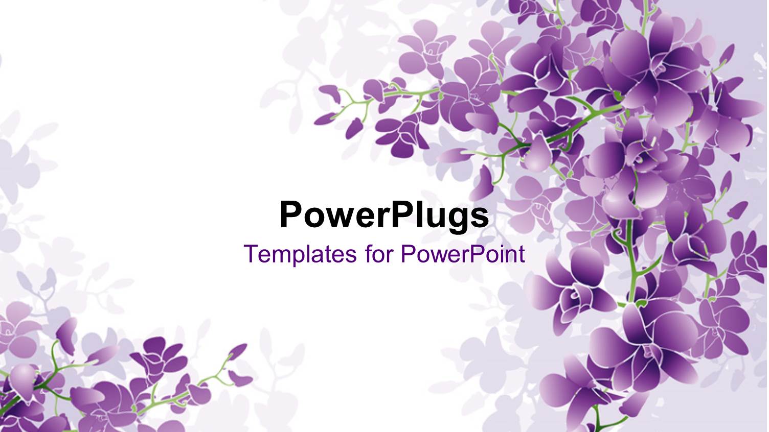 Purple Orchids Blossom with White Color