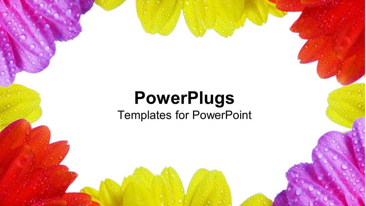 Purple, Yellow and Red Daisies with Dew on them Framing White Background