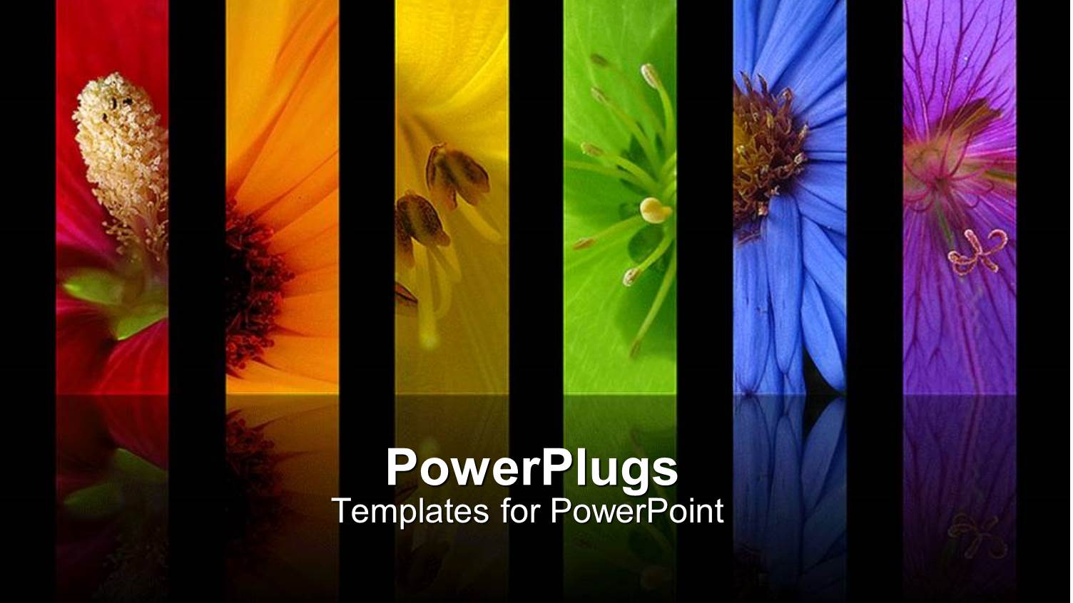 Rainbow of Flowers Collage Including Red Orange Yellow Green Blue and Purple