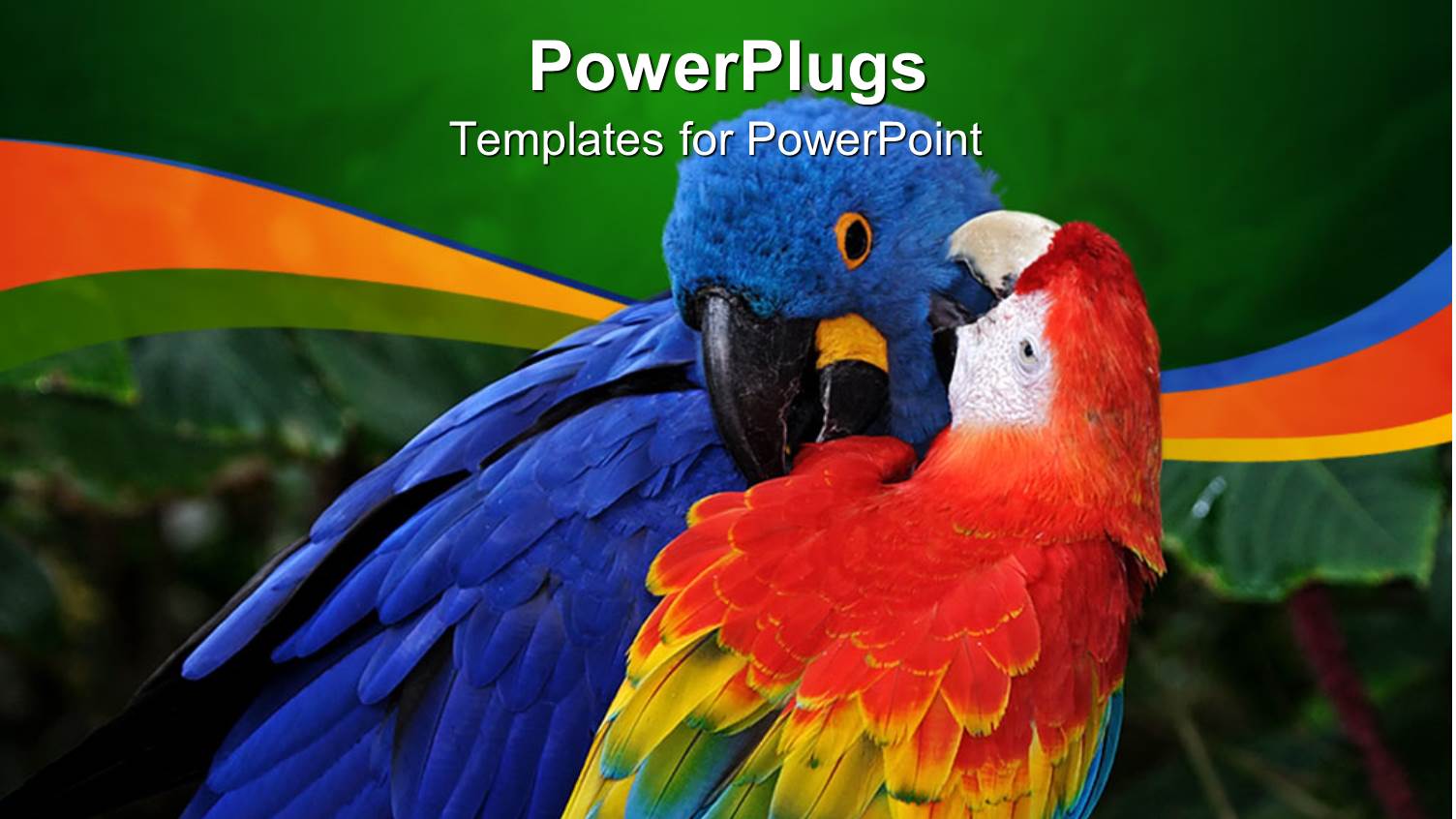 Rainbow Macaw and Blue Parrot Cleaning Feathers, Green Border, Rainbow Waves