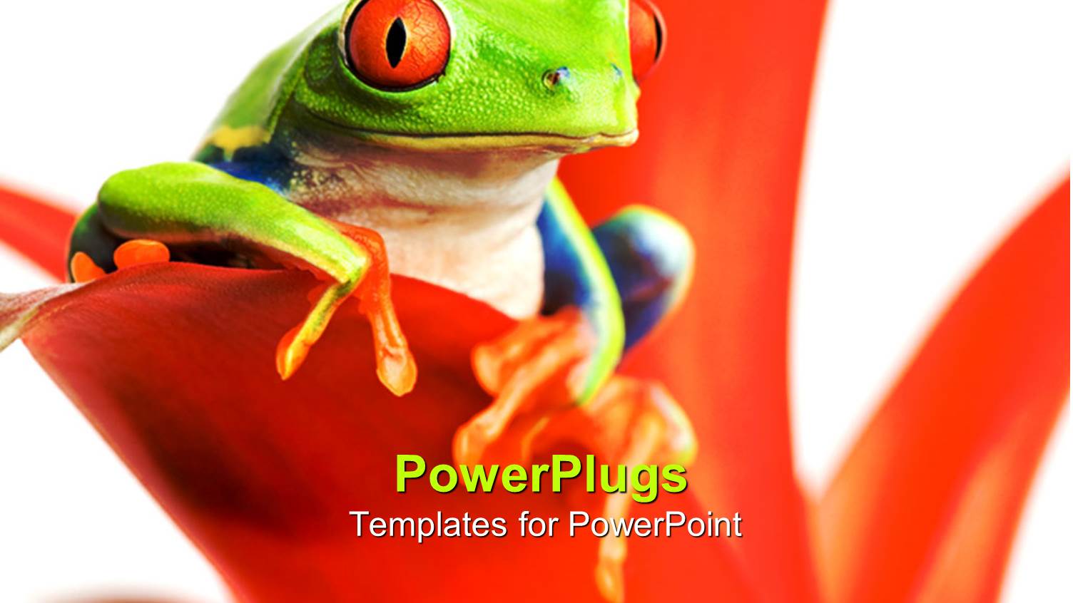 Red-Eyed Tree Frog Perch on Red Leaf