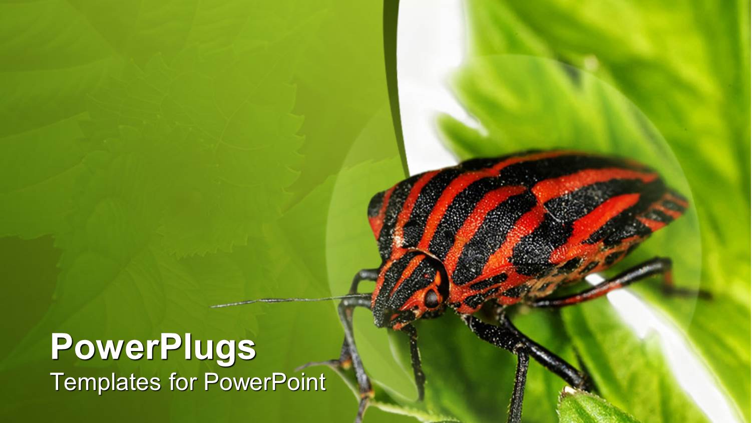 Red and Black Striped Insect on Green Leaves with Green Background