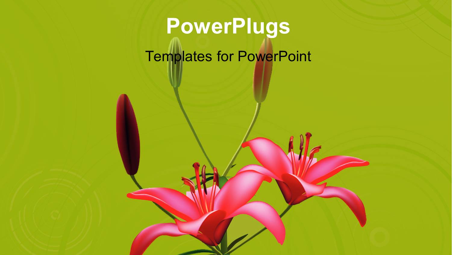 Red Color Lily Blossom with Green Color