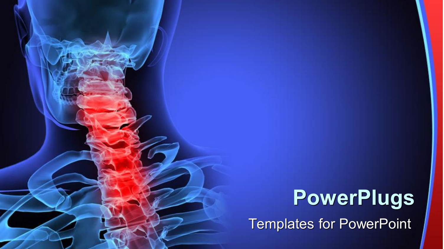 Red Highlighted Neck Area of a Human Skeletal Vertebra Column