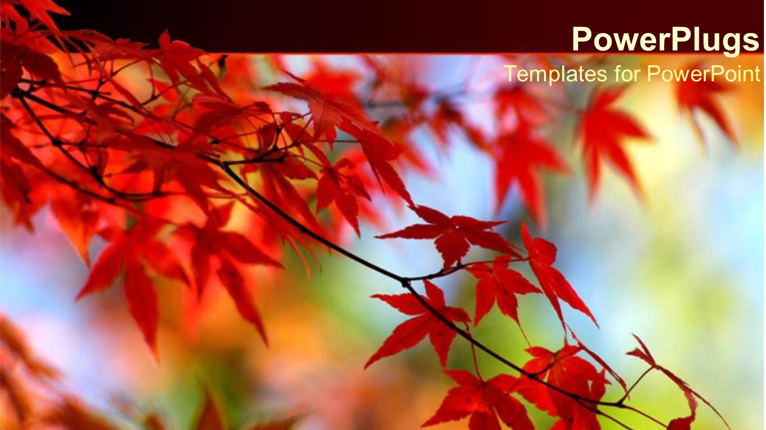 Red Leaves on Orange Tree in Autumn with a Blue Sky