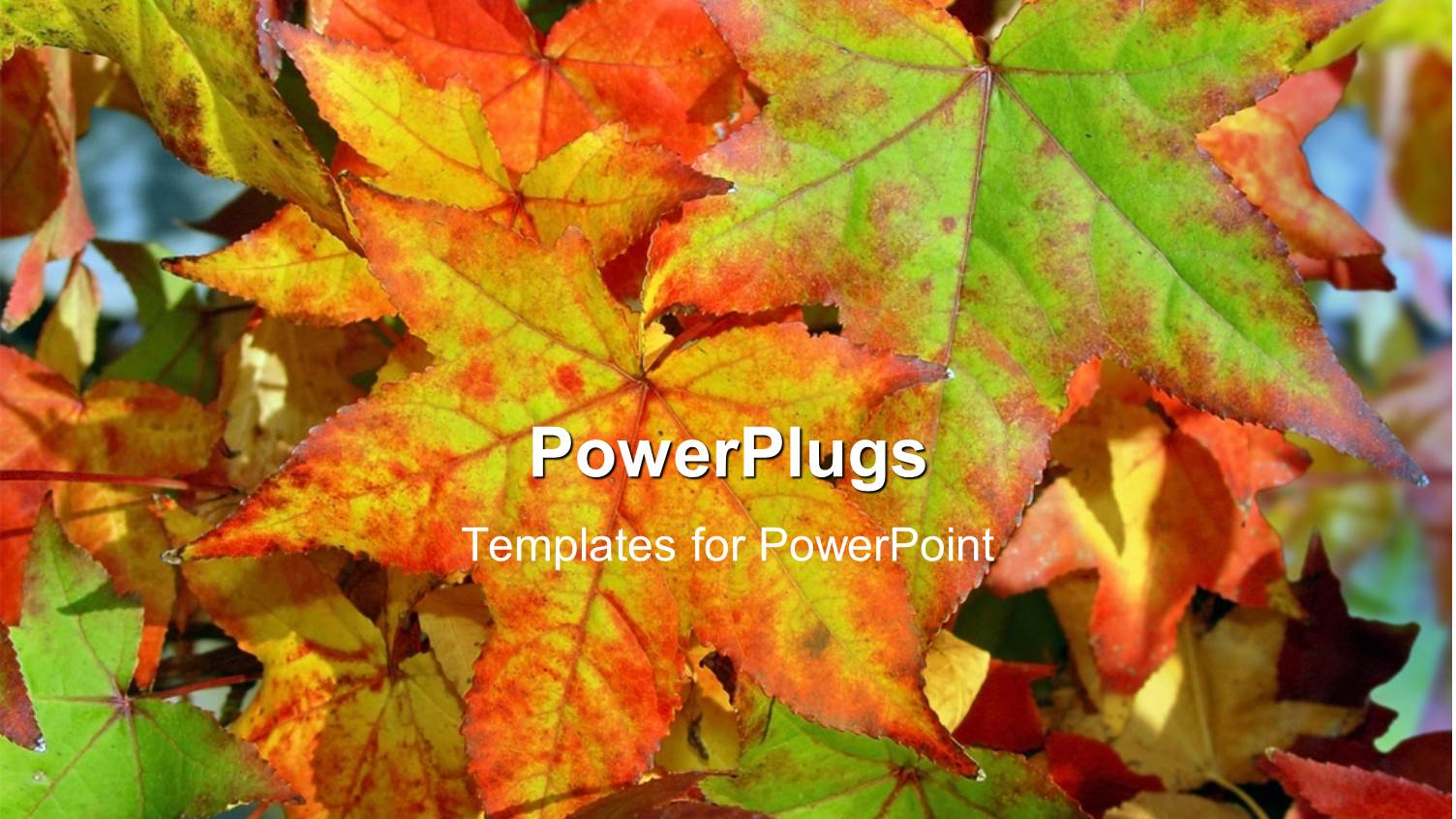 Red, Orange, and Green Autumn Leaves