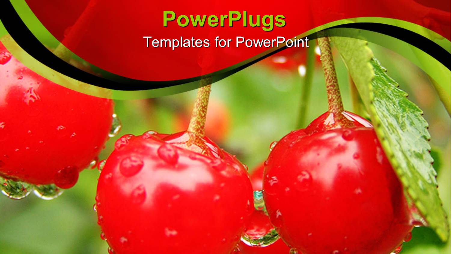 Red Ripe Cherries with Rain Droplets Dropping