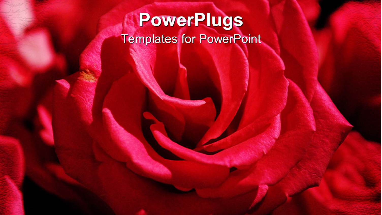 Red Rose Flower Bouquet on Black Surface 