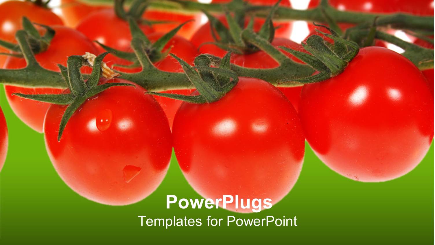 Red Tomatoes on Vines on White and Green Background