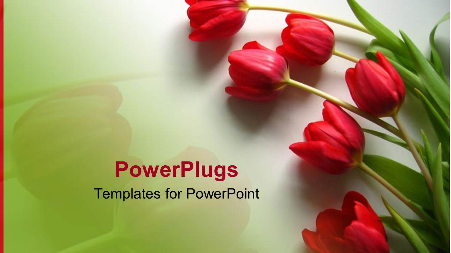 Red Tulips with Green Leaves on Light Gradient Green Background and Red Line on the Left Side