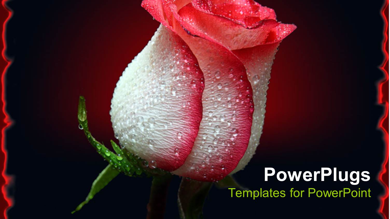 Red and White Rosebud with Black Background and Red Border