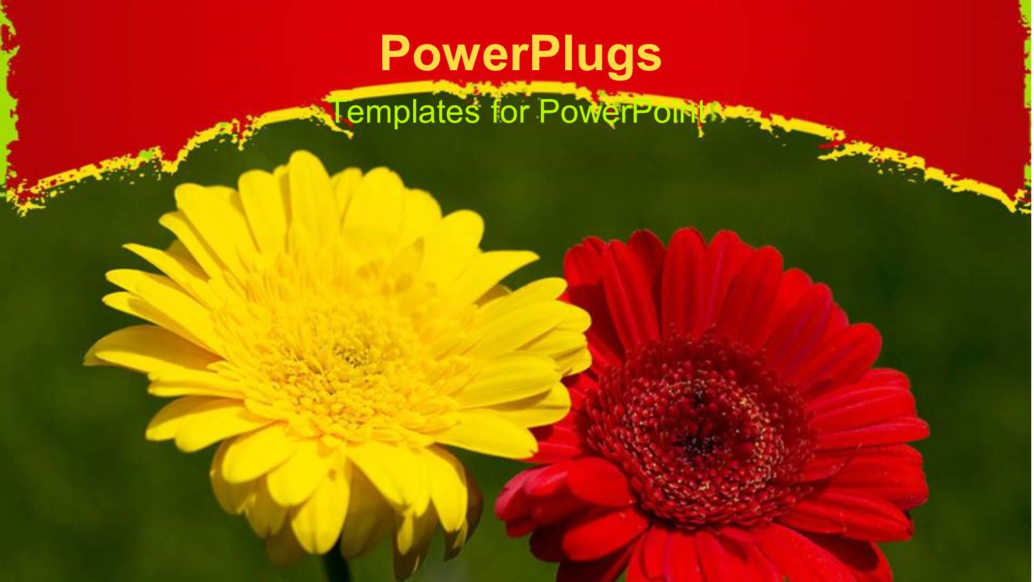 a Red and Yellow Flower with Green Background