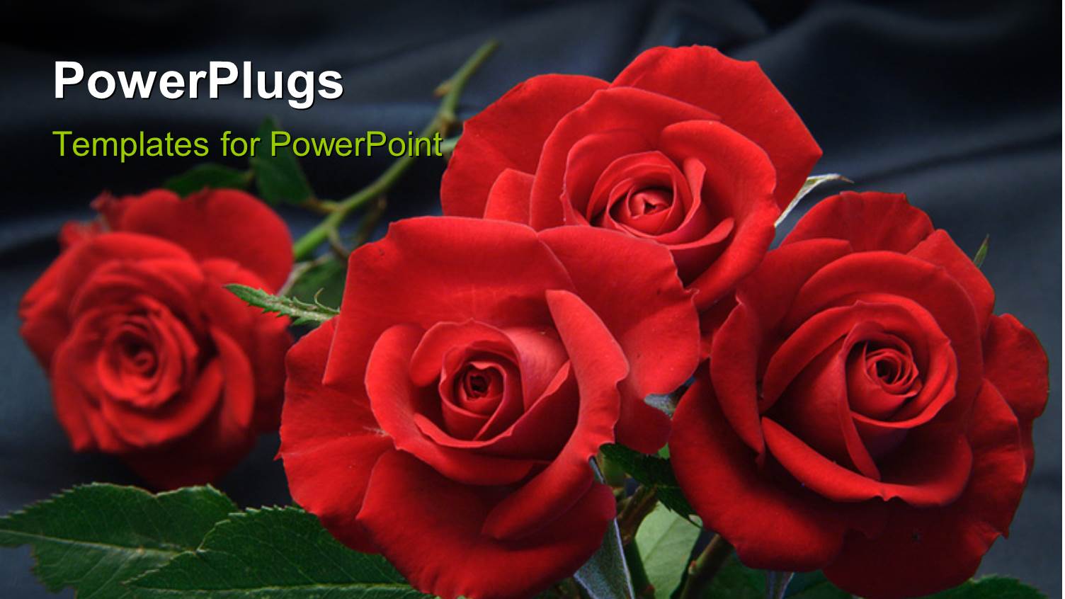 Reflection of Red Flourishing Roses on Background 