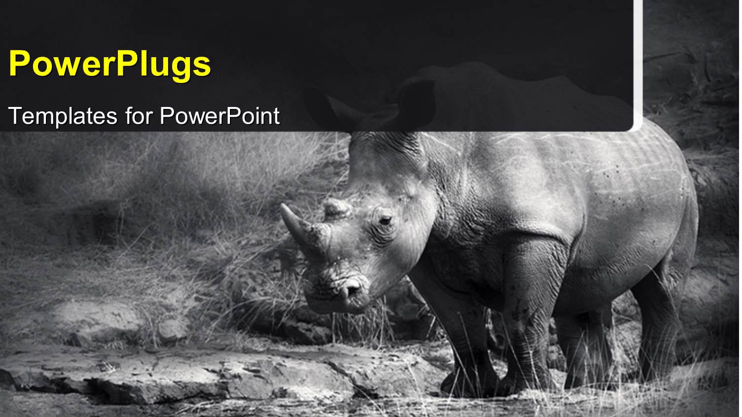 a Rhinoceros with Jungle in the Background and Place for Text