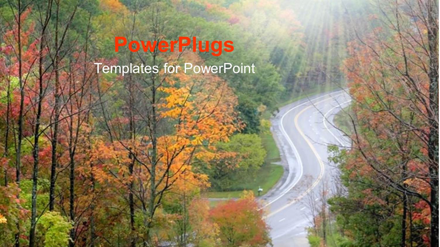 a Road in Between the Forest