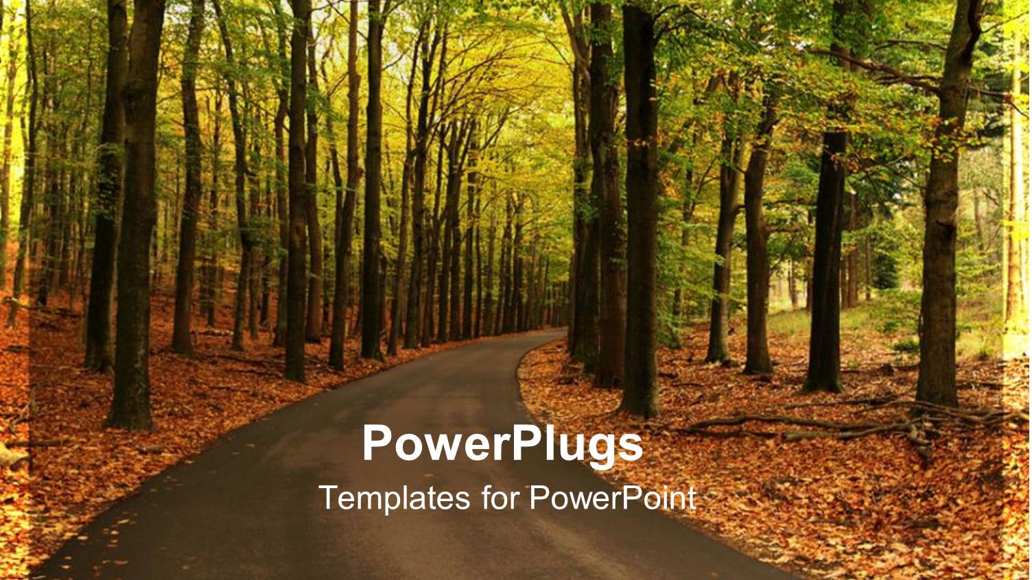 Road Curving Through Forest with Fall Autumn Foliage