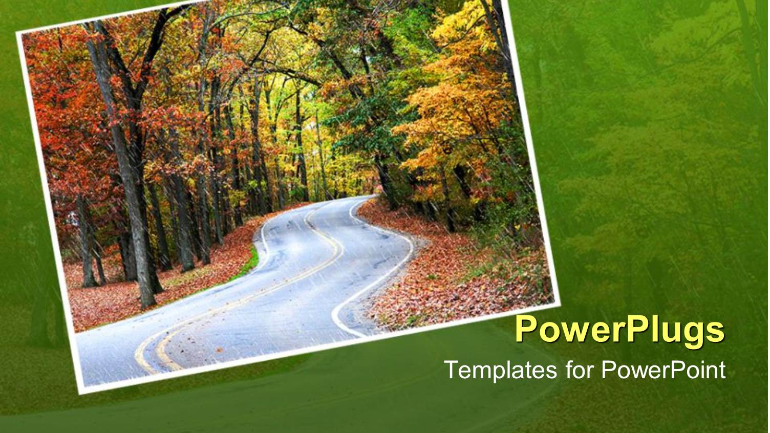 a Road in the Forest and Greenery in the Background