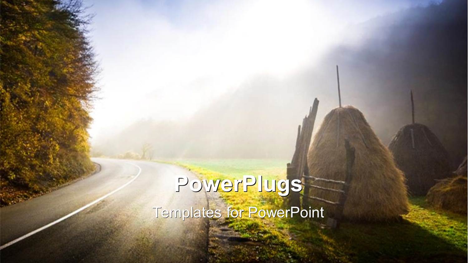 a Road Side View with Trees and a Shinning Bright Light