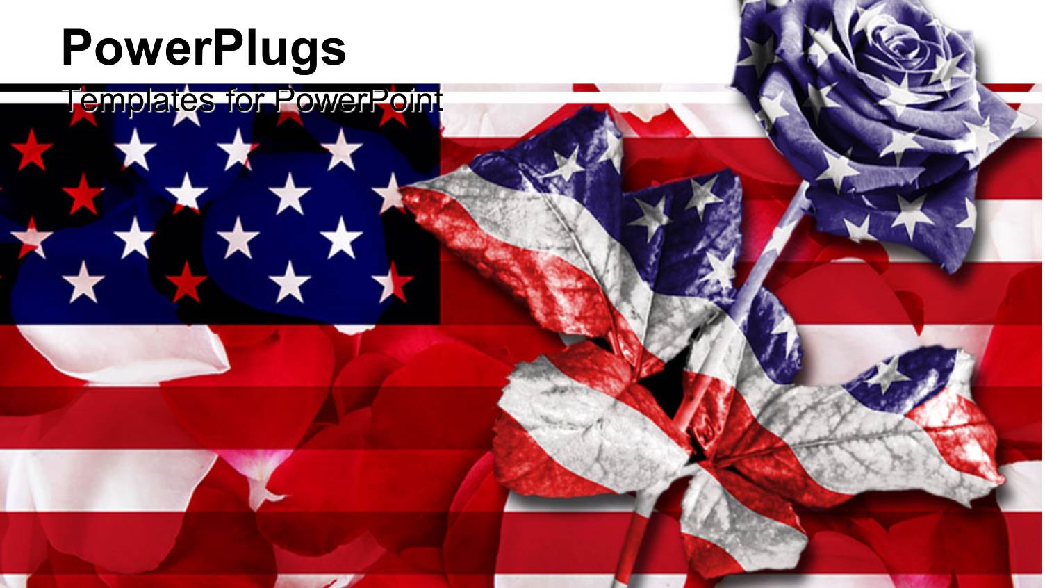 Rose in American Flag Color on American Flag