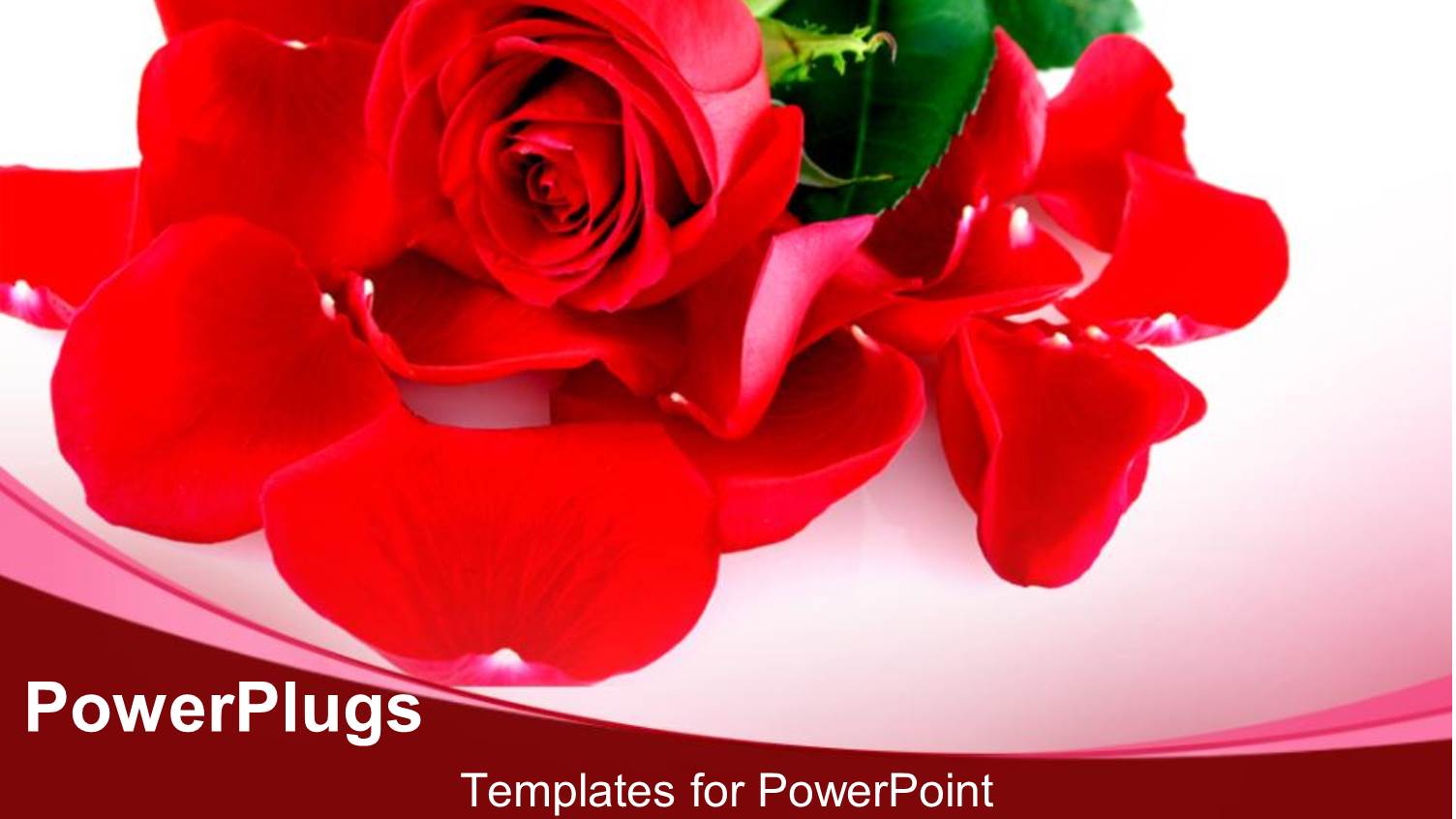 Rose Flower Petals Close Up Placed on White Background