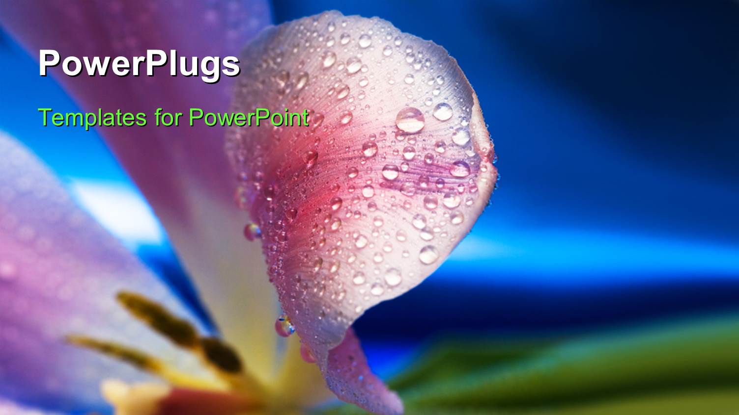 Rose Petals with Dew Drops and Bluish Background