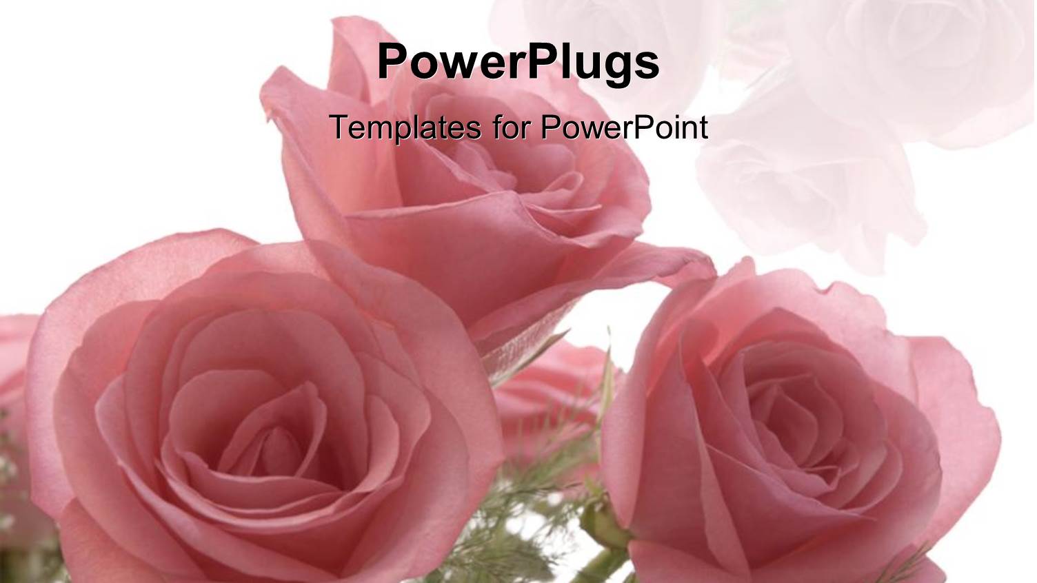 Roses as a Metaphor Love Weddings Relationships Mother Celebrations on a White Background