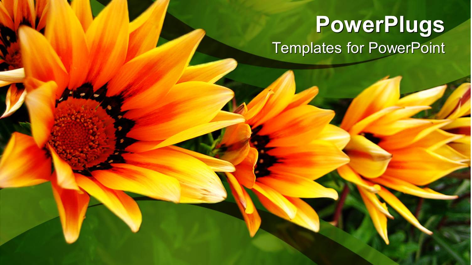 Row of Lots of Yellow Flowers on a Field