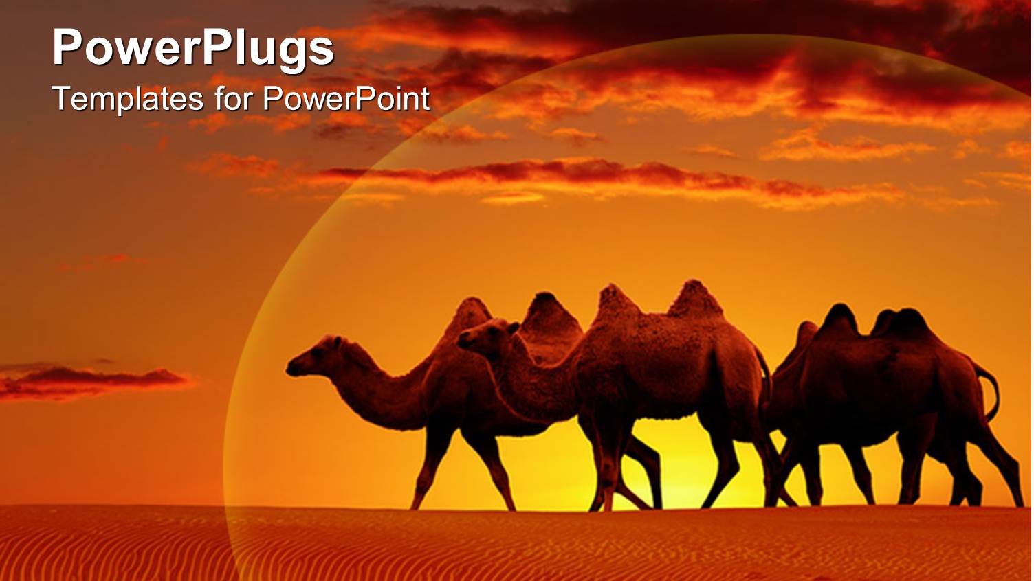 Scenery of Desert with Camels Walking and Beautiful Sunset in Horizon