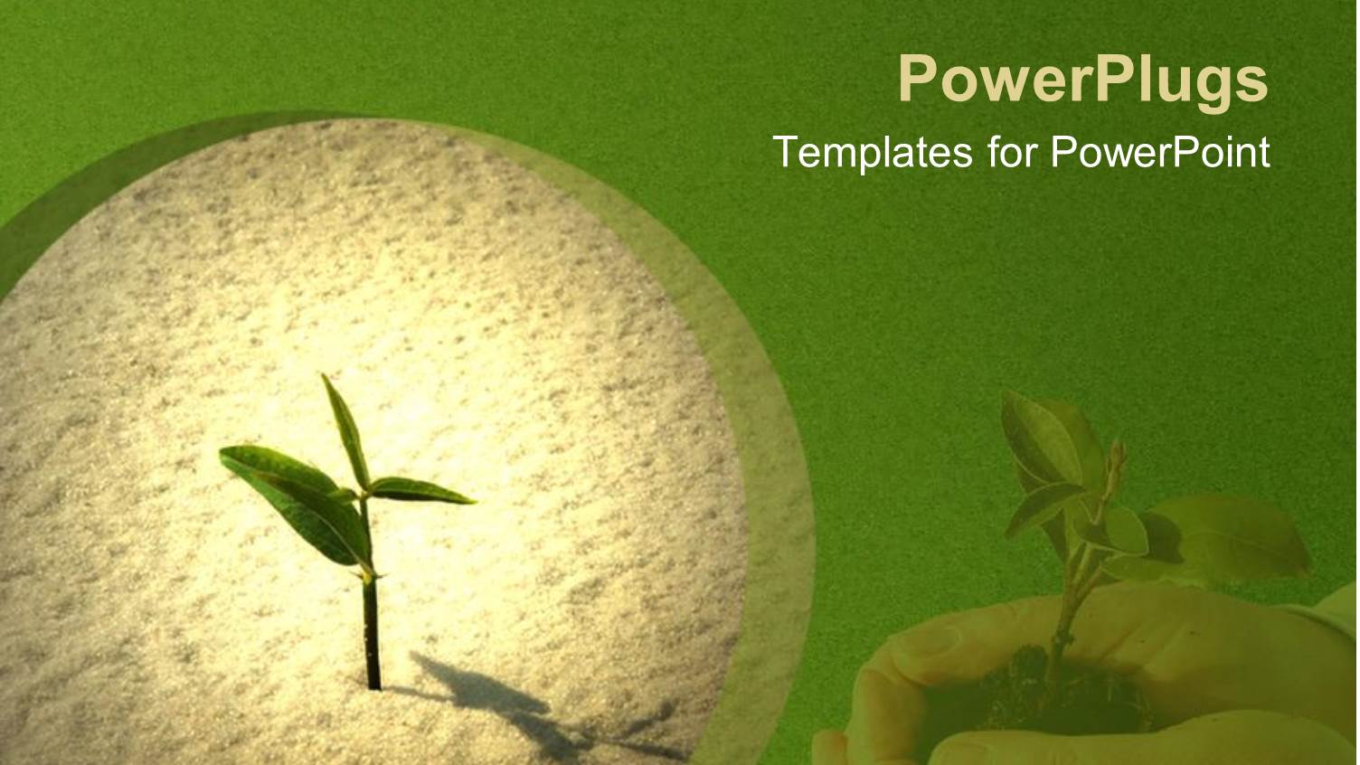 Seedling Sprouting in Sand, Hands Holding Young Plant