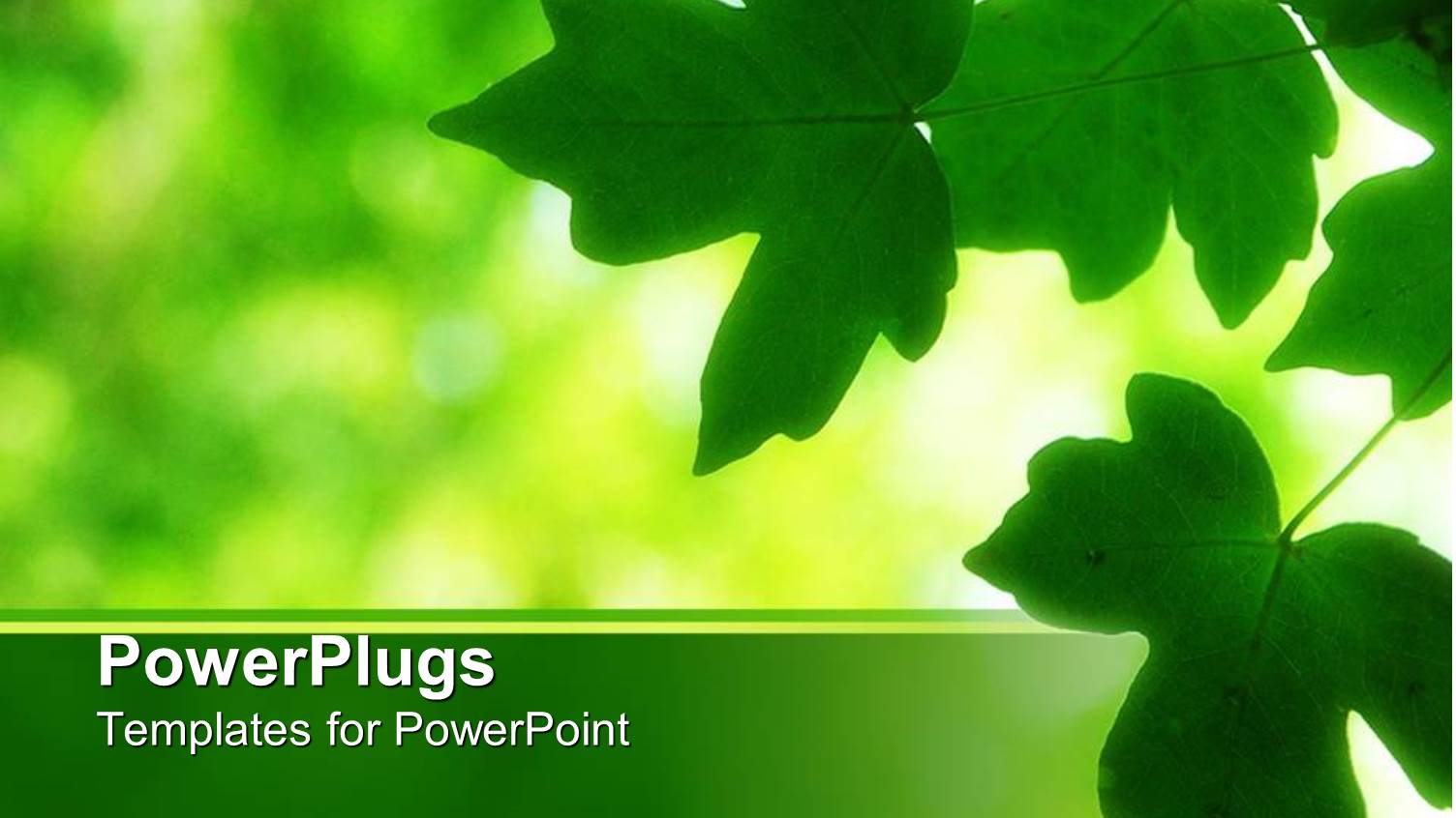 Serene Scene with Green Leaves on the Edge with a Green Blurred Background