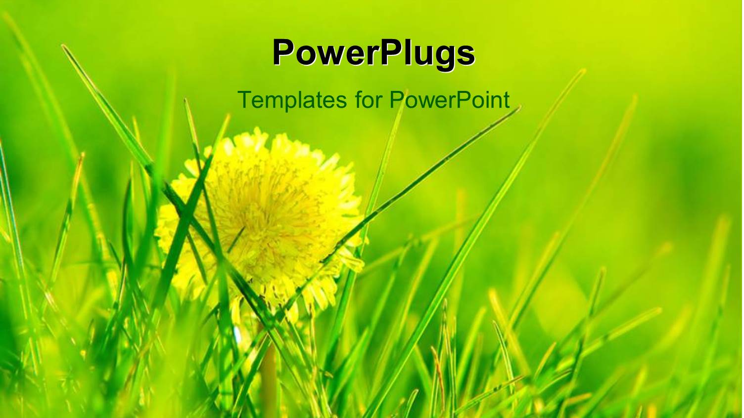 Shining Dandelion Growing in Fresh Flourishing Grass During Spring Season