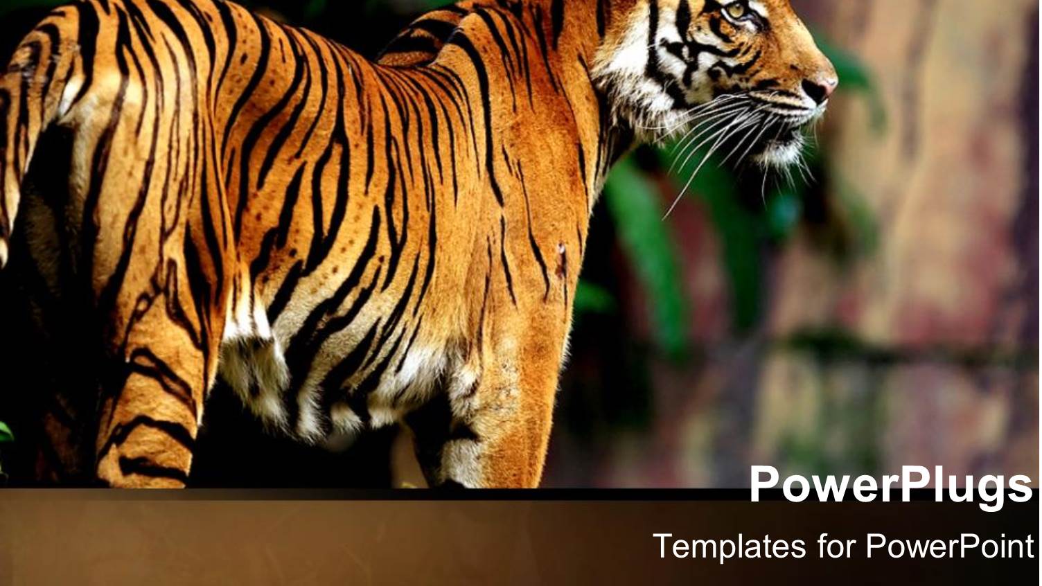 Siberian Tiger in Jungle Setting with Serious Look in the Eyes