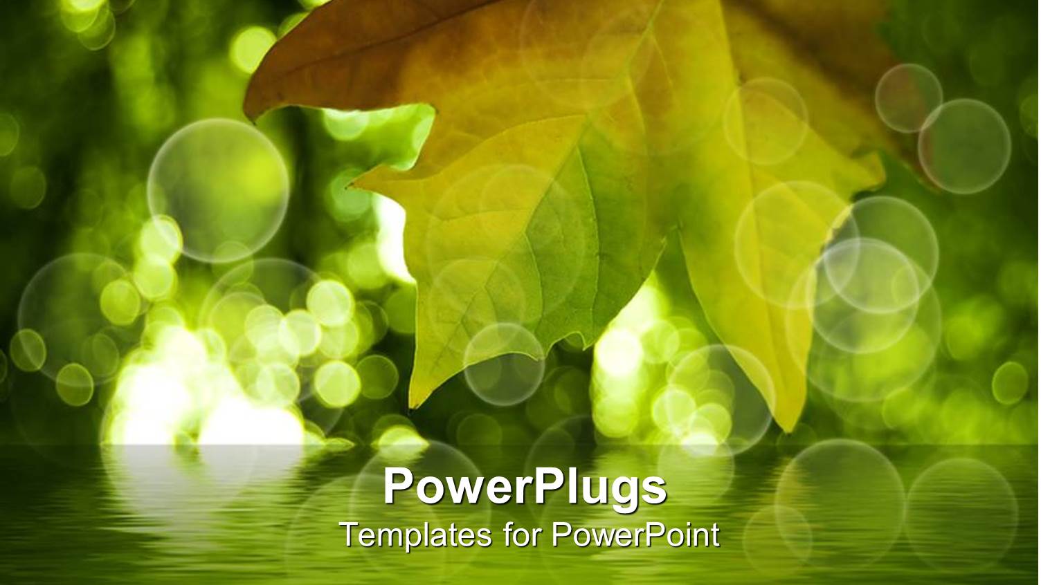 Single Leaf Over a Lake on a Green Background