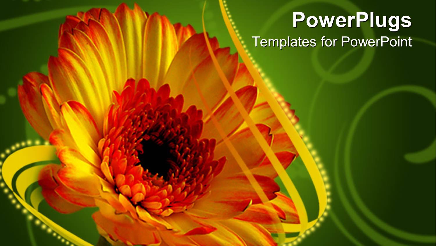 Single Red and Yellow Gerber Daisy on Green Background with Gold Ribbon