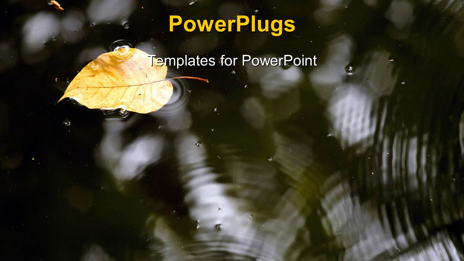 Dry Leaf Floating on Surface of Water with Water Ripples