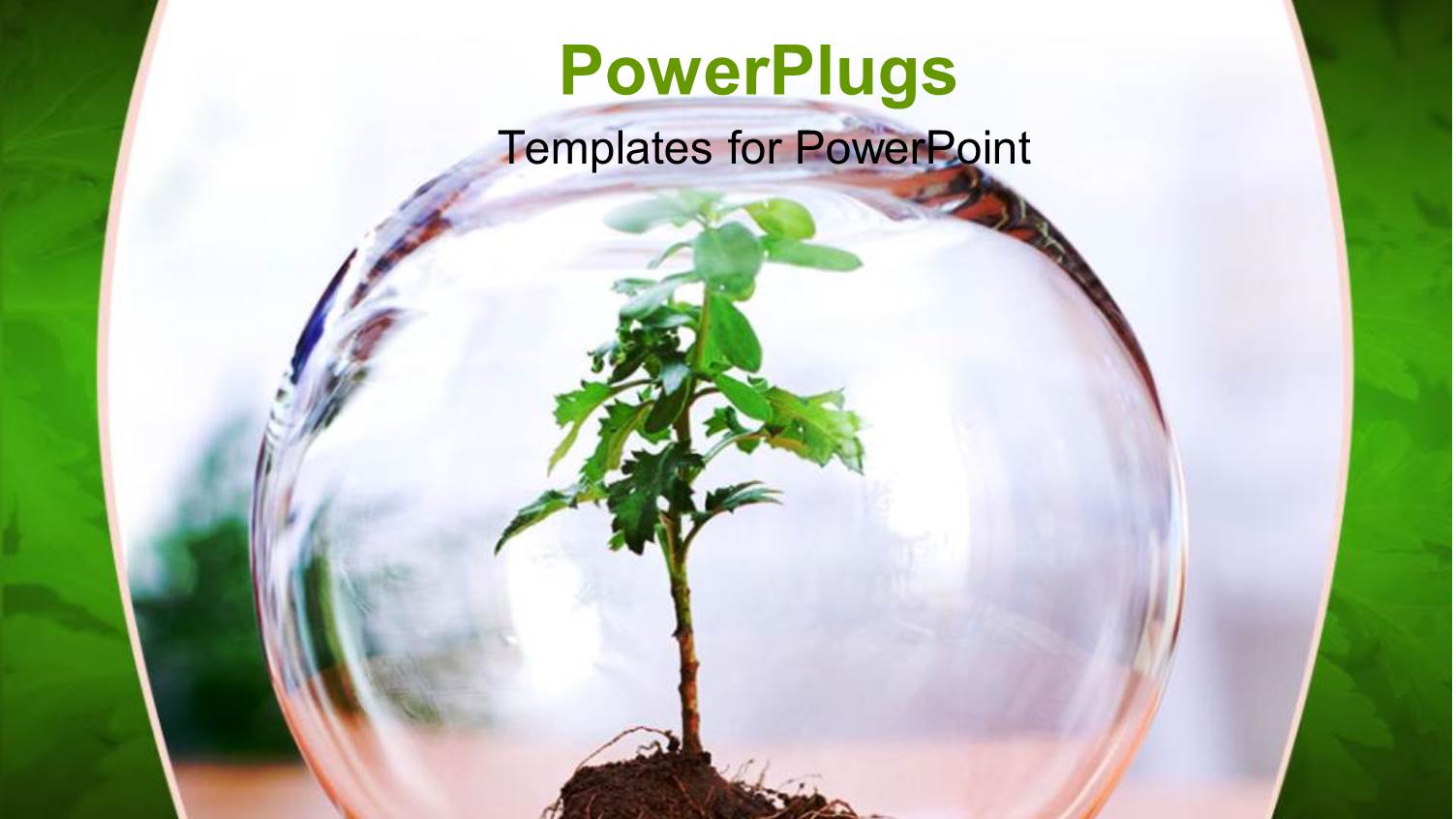 a small Green Plant Shoot in a Transparent Glass Bowl