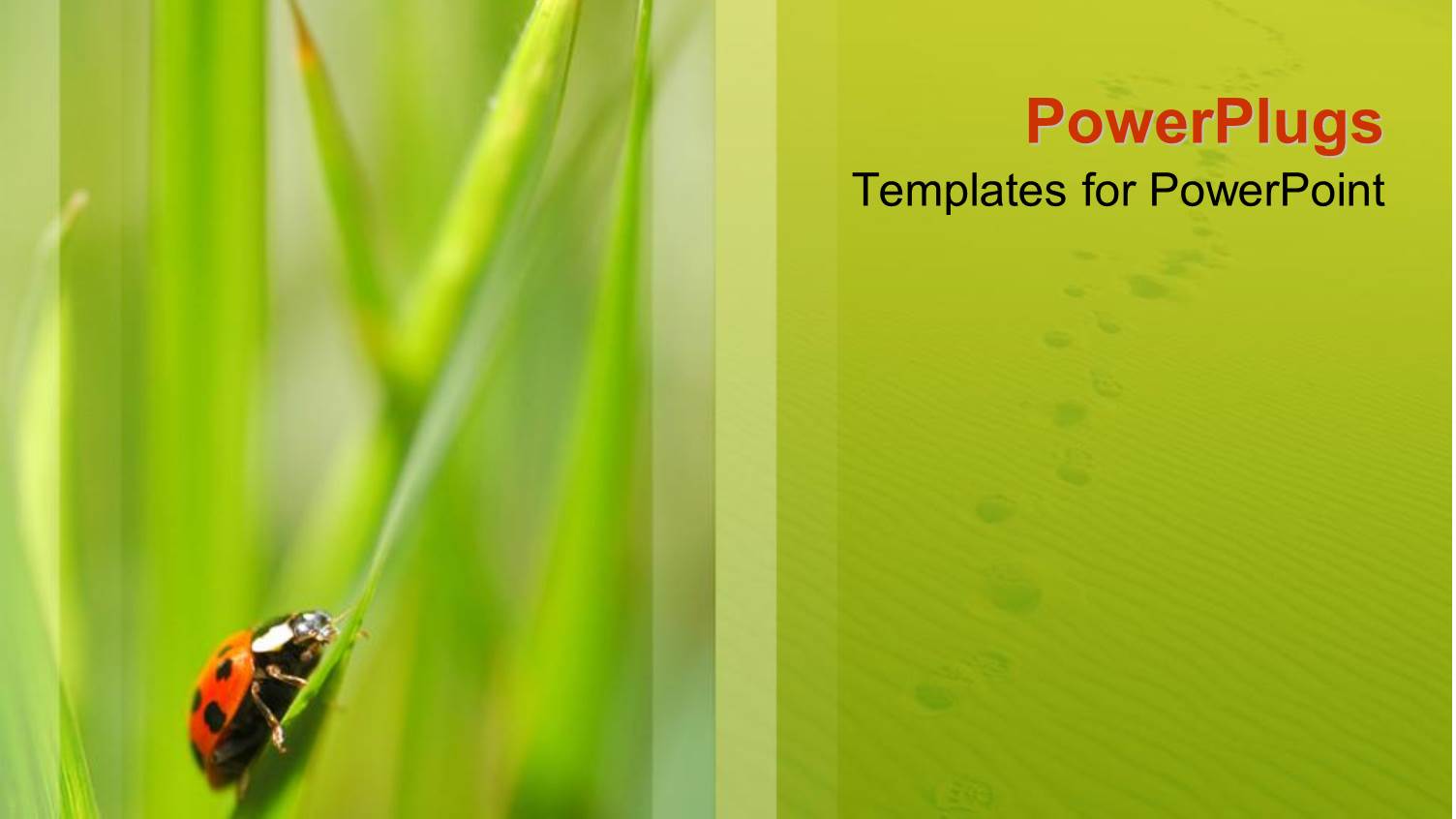 small Ladybird Insect of a Blade of Green Grass