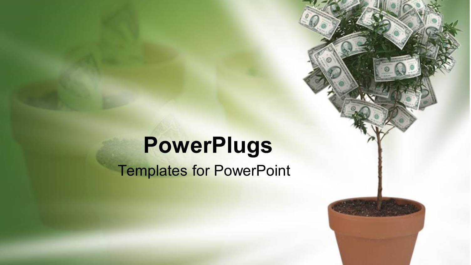 small Money Tree in Terra Cotta Pot  on Green and White Background