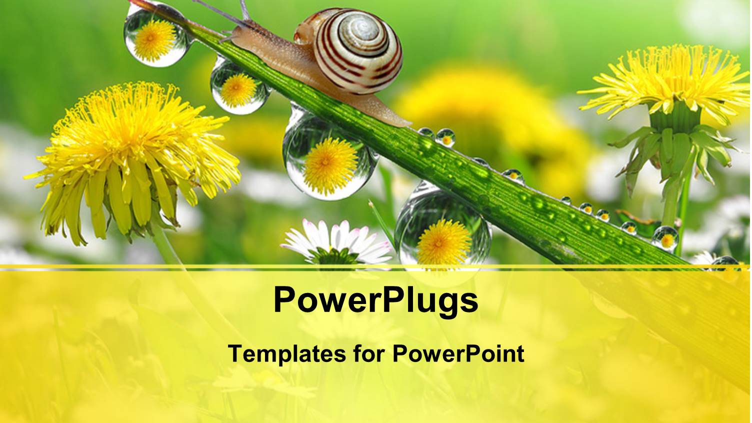 a Snail with a Number of Flowers in the Background