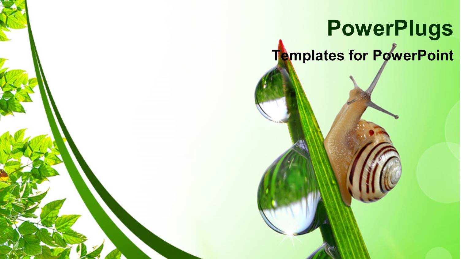 a Snail on a Plant with Water Drops on the Plant