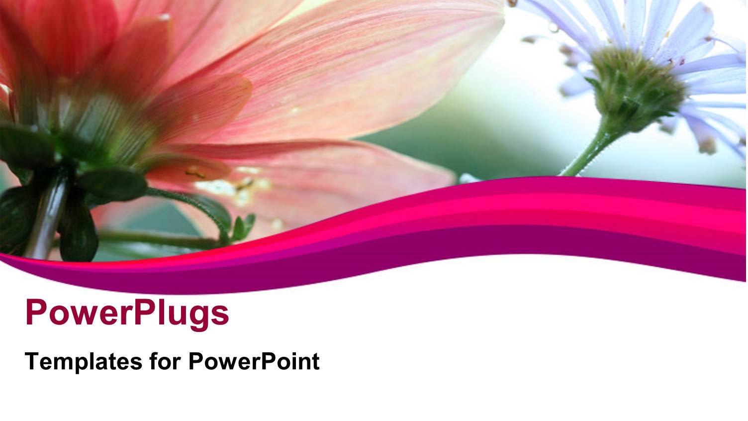 Soft Floral Shot with Nice Beautiful Flowers in White and Pink with Curves in Foreground